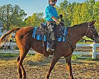 all-around-appaloosa-horse