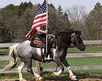 athletic-draft-horse
