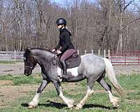 all-around-draft-horse