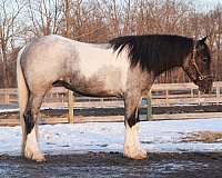 husband-safe-draft-horse