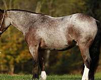 white-blaze-socks-horse