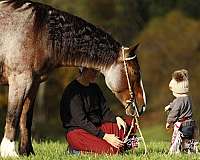 athletic-gypsy-vanner-horse