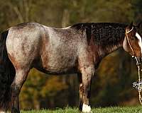 all-around-gypsy-vanner-horse