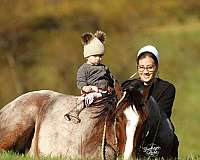 beginner-gypsy-vanner-horse