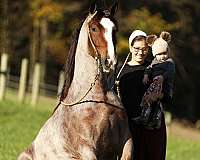 companion-gypsy-vanner-horse