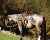 cross-gypsy-vanner-horse