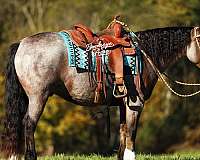 driving-gypsy-vanner-horse