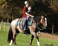 finished-gypsy-vanner-horse
