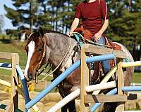 flashy-gypsy-vanner-horse