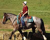 husband-safe-gypsy-vanner-horse