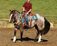 jumping-gypsy-vanner-horse
