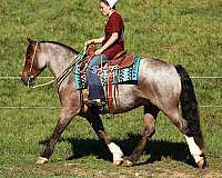 kid-safe-gypsy-vanner-horse