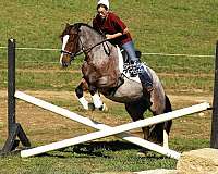 mounted-patrol-gypsy-vanner-horse