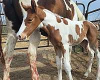 buckskin-champagne-breeding-gaited-horse