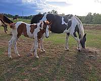 breeding-gaited-broodmare-foal