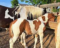 buckskin-champagne-broodmare-foal-for-sale