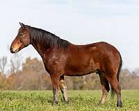 bay-brands-pony