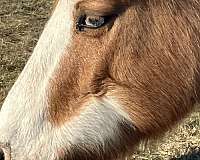 bald-face-stockings-on-back-legs-pony