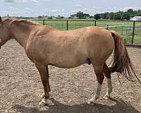 red-dun-bald-face-stockings-on-back-legs-horse