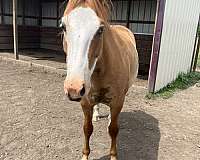 bald-face-stockings-on-back-legs-horse