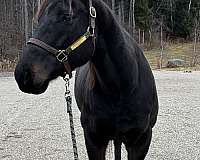 bulky-thoroughbred-horse