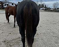 bulky-horse