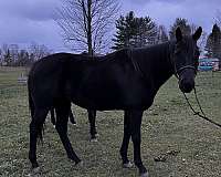 bulky-gelding