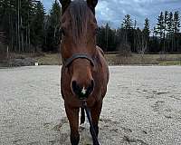 snip-star-horse
