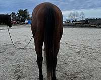 bay-snip-star-horse