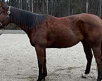 all-thoroughbred-horse