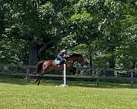 sportpony-iberian-pony