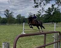 sportpony-prospect-iberian-pony
