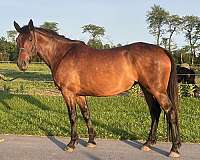 fox-hunter-iberian-pony