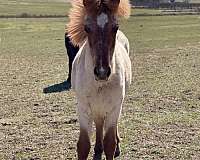 behaved-icelandic-horse