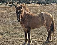 color-icelandic-horse
