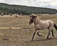 curious-icelandic-horse