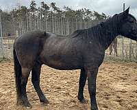 slbr-gelding-for-sale