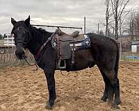 slbr-warmblood-for-sale