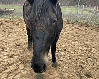 16-hand-slbr-horse