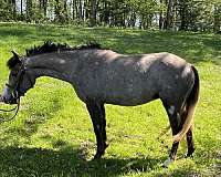 all-around-welsh-pony