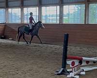 beginner-welsh-pony