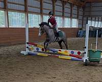 dappled-welsh-pony