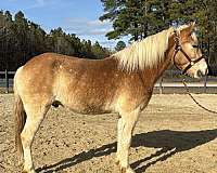 sorrel-haflinger-gelding