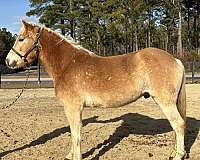 sorrel-gelding-for-sale