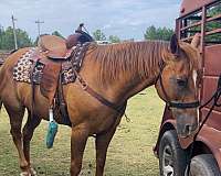 strip-socks-on-front-back-left-horse