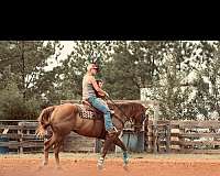 brown-strip-socks-on-front-back-left-horse