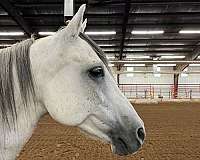 grey-red-roan-on-ears-neck-horse