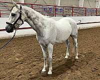 all-around-andalusian-horse