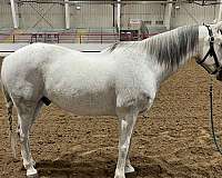 athletic-andalusian-horse