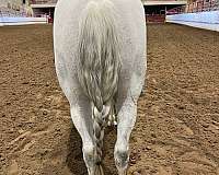 beginner-andalusian-horse